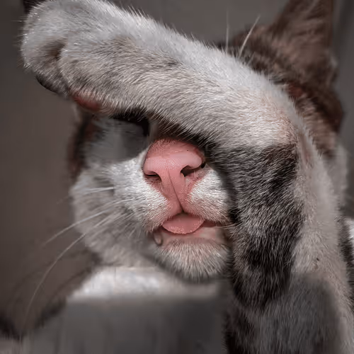 Item #8388571436575926893607460766891870867544292887563412409016625518451936460812 Media