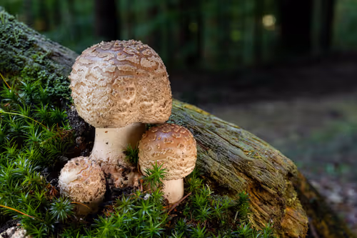 Item #64713155281190120806625528010509445569029273032710388433466981989186243919873 Media