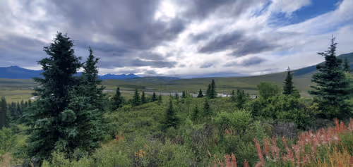 Alaskan Beauty
