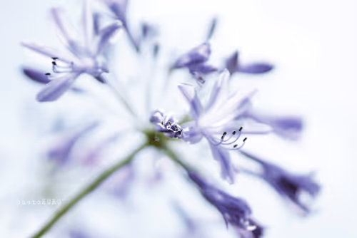 Item #90061280439465784161214701907128449548689212861101188681528108980699987443717 Media