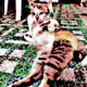 22371738883699539127514503644446539066383848335058751500646246969755622703105