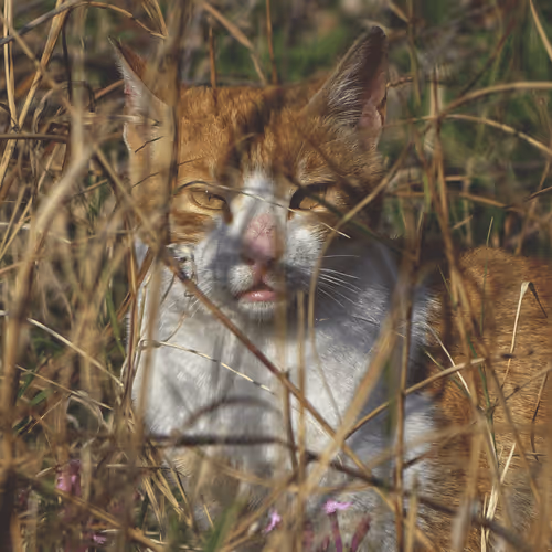 Item #35873152374161071277145740786712931084069607391984224962068592425534775885825 Media