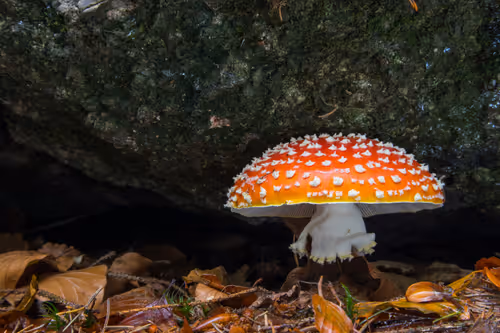 Item #64713155281190120806625528010509445569029273032710388433466982007877941592065 Media