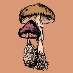 Two Shrooms #3