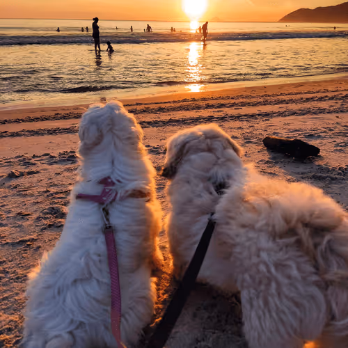 Item #76789129689388299706655966014022744743344792406865654046008114618065888477185 Media