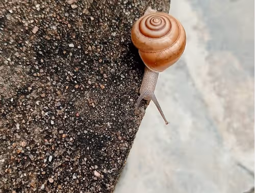 Item #35949200484278882576823086776909273565756420196953483948501236861302789373953 Media