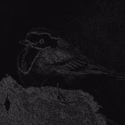 Motacilla alba neon edge
