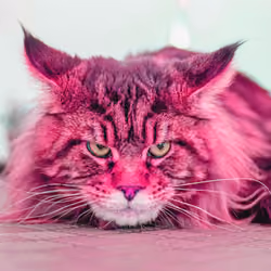 Cat Fluf #10