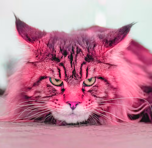 Item #2025594940595728063949820469308153765814371267570652306113433797115628224513 Media