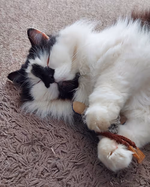 Item #13161020314009032005485822086301964352885579695205061807387255169583071363073 Media