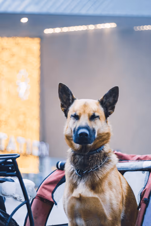 Item #63941686978381941053943929737968123784537789017631438611022902545852294758401 Media