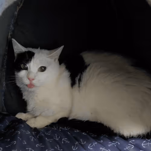 Item #21641457647604119415336293419062628234912656034096128592142110635481335070721 Media