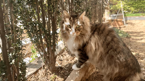 Item #88680272721371285934501562988049178859599418492822572919113237405886031331329 Media