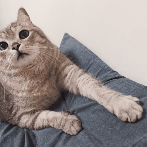 Echwu