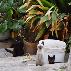cats brothers