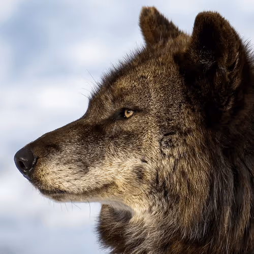 Item #60839276870702459536115980663435026977207856631347422568339333210889057730561 Media