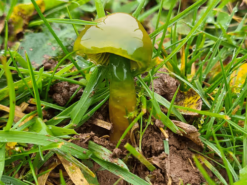 Item #14554815761844439646963719430362706601725479833318657696488567453901031211009 Media