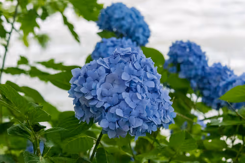 Item #108333172836631629328696584714053398631603269563571358519615745314115196813313 Media