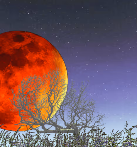 Untitled Collection #78808115