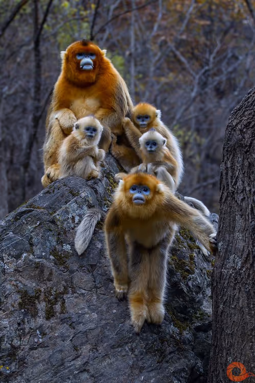 Item #45594647201663347778086533366212020564774309010196825968467676441603209166849 Media