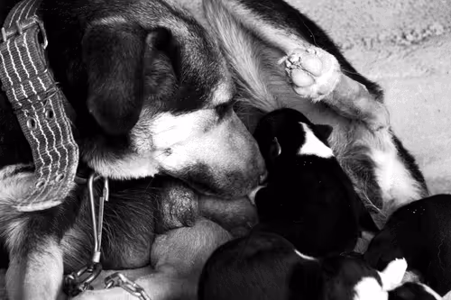 Item #55759144831528513760290913608152882105391237500945405139937590417426053332993 Media