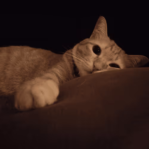 Untitled Collection #75708481