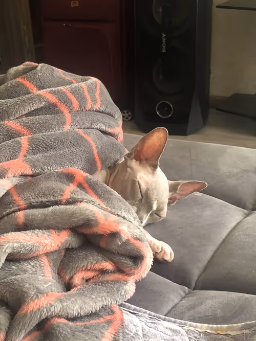 Item #91467919776805125201774788997551389612240577808120684440209088015780315922433 Media