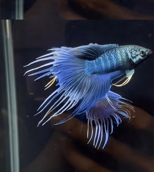 Item #81032937518726781130427896739408939347327063862450356405897967542521640779777 Media