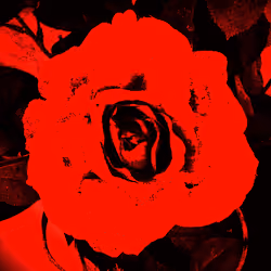 #oneRED #roseFORaDREAM #GRIDdriven from #EDFORS #rarityROSE