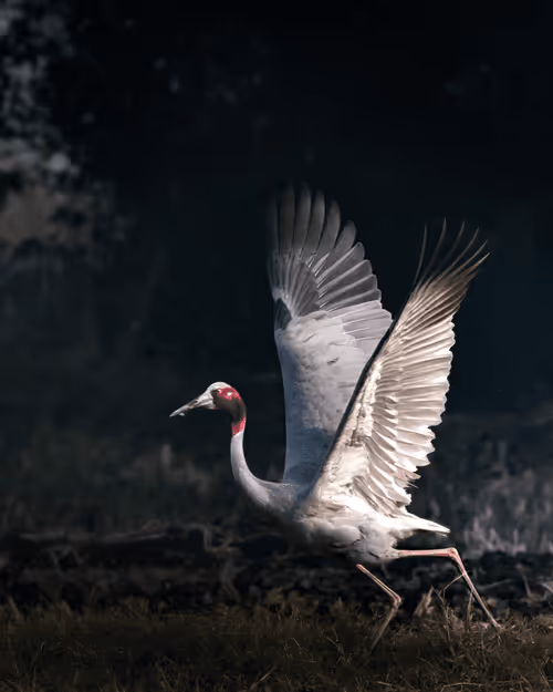 Item #61684684013370051227163866082320023750896296023852719411798081142415102574642 Media