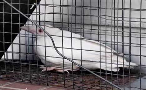 Item #31763483209557281269385879109424211242464800578644497247199877700263948058625 Media