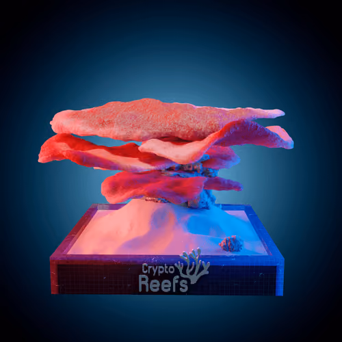 Item #105600141352607900306801181067735609147956085265669144931343821326179421388801 Media
