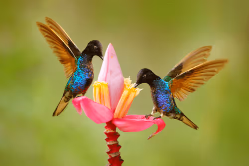 Item #25621925064279012681246301446131385931262547461970292834419122487175044661249 Media