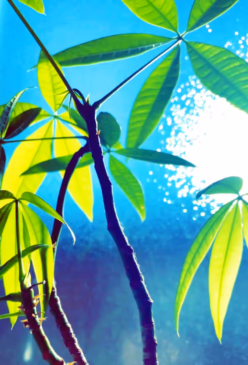 Item #30359339531984443542444511240480786865345556688748183527514009984444552708097 Media