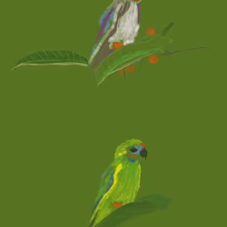 parrot