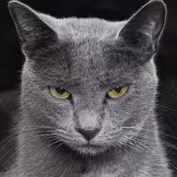 106393158711752592444527764053332067386103257112262188176365272031286848913409