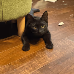 57432309319676179700798702069366385585354272226932054472084541873765172117505