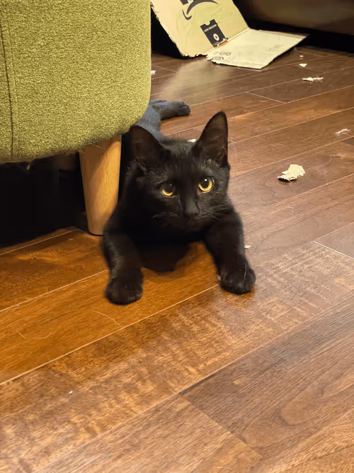 Item #57432309319676179700798702069366385585354272226932054472084541873765172117505 Media