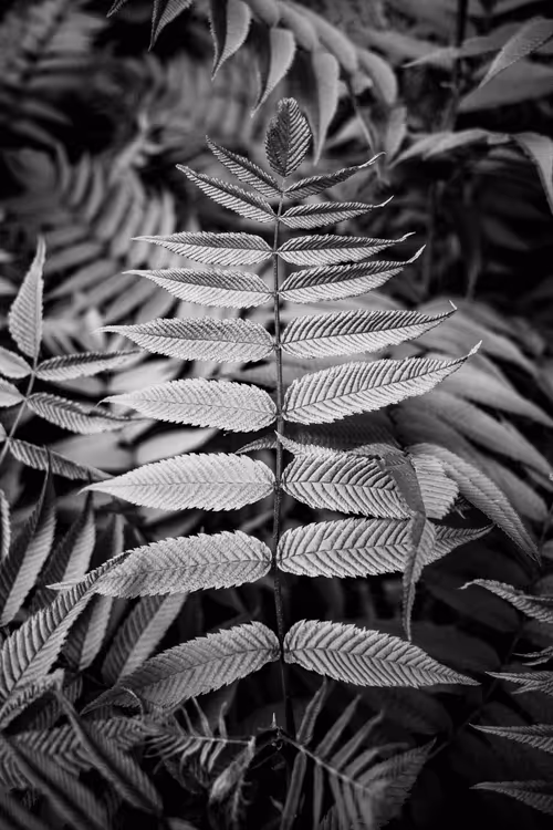 Item #107587369176355118224849066476637418840601725227282520277349829771307318771713 Media