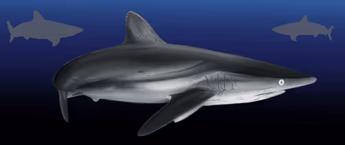 Item #106782413735208635119902631954591554085326486198823525899390614747154535677953 Media