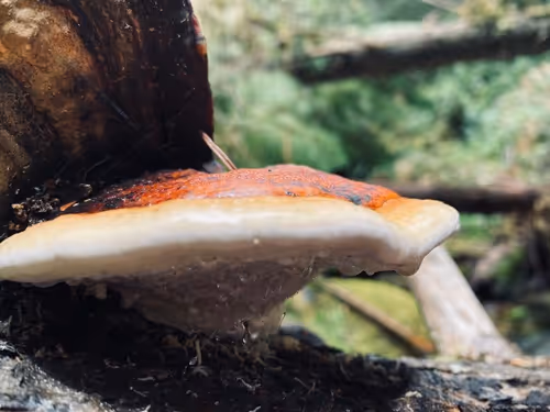 Item #2005862319158051831365229387864138466486092287762213337058068743918282866689 Media