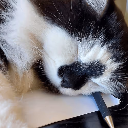 Item #13161020314009032005485822086301964352885579695205061807387255160786978340865 Media