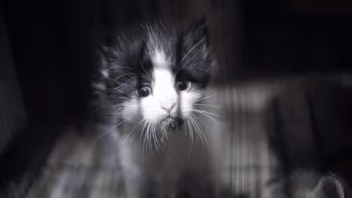 Item #15865915899171171774737831859124075338871041403581464105966369594455466442753 Media