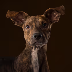 39267609400351157350082818508963900481325606176986545385386430950870161031169