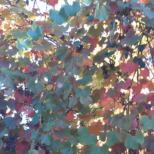 Item #30177002033532178453381552684665759543423654628186795740090827822901911093249 Media