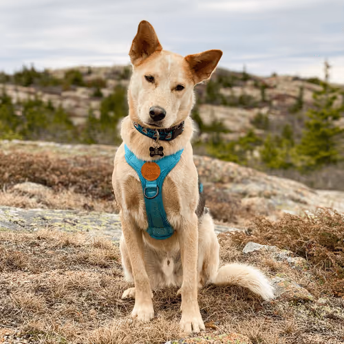 93545033271846001454118804230311667247513649279000342993662872575991598809098