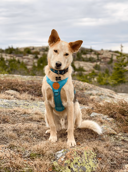 Item #93545033271846001454118804230311667247513649279000342993662872575991598809098 Media