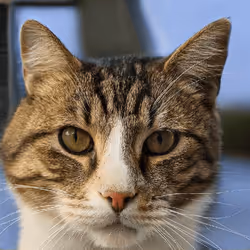 106393158711752592444527764053332067386103257112262188176365272846024965095425