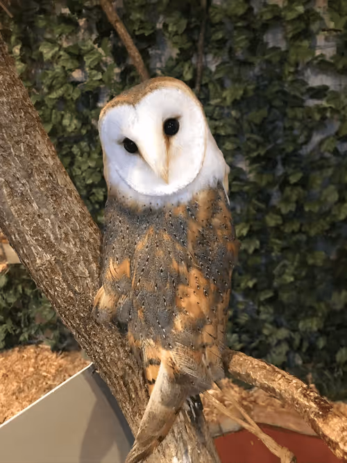 Item #23454630891558030298454786307356225593205204913235081873078874406068106035201 Media