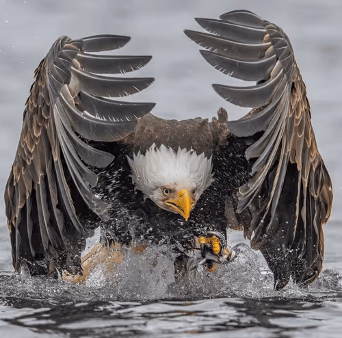 Item #33413414139489287400649870659377334176500574308326117543698477749670856622090 Media